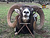 Mouflon Sheep Hunt.-rececho-muflon-6-1600x1200.jpg