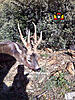 Roe Deer No Size Limit.-rececho-corzo-03-597x800.jpg