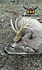 Roe Deer No Size Limit.-rececho-corzo-14-960x1600.jpg