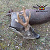 Roe Deer No Size Limit.-rececho-corzo-15-1600x1600.jpg