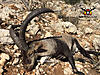 ibex Hunt Special.-rececho-macho-montes-4-1600x1200.jpg