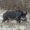 High Quality Russian Boar and Ram Hunts-s-l500.jpg