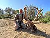 Covid Special Hunts, Must See!-supergold-stag-215-points.jpeg