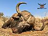 Cape Buffalo Hunt 2021/2022-image-22-.jpg