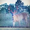 Deer Hunting Club in Buffalo County WI-img952244-002-.jpg