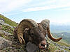 Trophy Hunting in Russia-kamchatka-snow-sheep_220-165.jpg