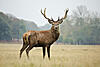 Argentina Stag Hunt PLUS!-portrait-majestic-red-deer-stag-autumn-fall-22143824.jpg