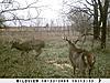 Kansas Archery/Rifle Deer Hunting-sunp0019.jpgsmall.jpg
