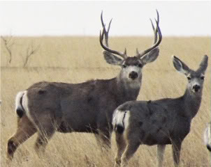 Name:  10 pt and doe.jpg
Views: 71
Size:  15.6 KB