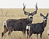  BAR 73 Ranch Texas Panhandle Mule Deer Hunts and Big Buck Contest-10-pt-doe.jpg