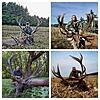 Red stag hunting in Bulgaria-copia-collage.jpg
