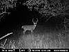 Last call for deer hunters!!!-tall-20tines-20-tt-.jpg