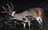 6 day bowhunts/seasonal lease in Illinois for 2010-august2006bigcreekbuck.jpg