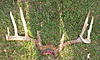 6 day bowhunts/seasonal lease in Illinois for 2010-october-132-buck004.jpg
