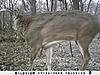 Kansas Archery/Rifle Deer Hunting-sunp0174.jpgsmall.jpg