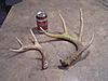 Kansas Archery/Rifle Deer Hunting-p1011217.jpgsmall.jpg