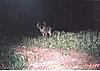 Ever want to hunt ILL, check this out.-deer07-038.jpg