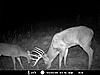 Kansas Deer Tags/Hunts-mdgc1417.jpg