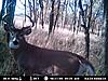 Kansas Deer Tags/Hunts-tt27.jpg
