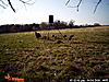 Kansas Turkey Hunt-pict0055.jpg