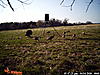 Kansas Turkey Hunt-pict0060.jpg