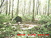 Affordable Trophy New Brunswick Black Bear Hunt!-010.jpg