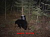 Affordable Trophy New Brunswick Black Bear Hunt!-mdgc0073.jpg