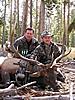 Colorado elk hunts still available-qrsbull3.jpg