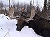 British Columbia Bow Only Moose Hunt-dsc00156-640x480-.jpg