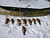 Extreme Wisconsin Trips-bowfish.jpg
