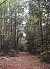 FS: 52 Acres Timberland/Hunting Jackson County, FL-img_6874.jpg