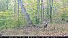 102 acres with cabin near Amesville in Southeast Ohio-22852147_1639024942816698_2061941533458210498_n.jpg