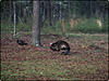 500 Acre Turkey Lease South Georgia-turkey-pic-2.jpg