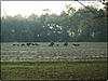 500 Acre Turkey Lease South Georgia-turkey-pics.jpg