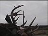 22 acre Private Hunting Lease yearly turkey bear deer coyote fox-bigdeer4.jpg