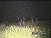 22 acre Private Hunting Lease yearly turkey bear deer coyote fox-bigdeers1.jpg