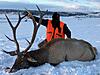 Montana Elk and Antelope Bow hunting-bulll3.jpg