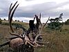 Montana Elk and Antelope Bow hunting-bulll5.jpg