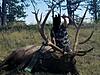 Montana Elk and Antelope Bow hunting-bulll4.jpg