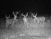 4 nice bucks Southern Iowa-4-bucks.jpg