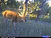 Looking Forward to South Dakota Hunt-deer-2-2012.jpg