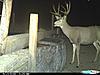 Looking Forward to South Dakota Hunt-deer-3-2012.jpg