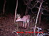 What's happening in Illinos?-trail-cam-0807-0829-874.jpg