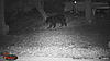 Trail camera pic.-014.jpg