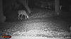 Trail camera pic.-024.jpg