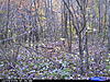 Heating Up in Ohio-8pointer-daylight.jpg