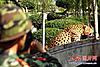 Cougars in Illinois?-leopard.jpg