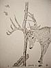 Custom Drawings, all original no prints-8.jpg