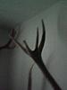 6 point nontypical Elk Horns-927.jpeg