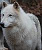 Wolf Dog Pups. Approved Homes Only. High Percentage.-chief-mag..jpg